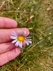 Brachyscome decipiens