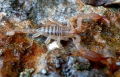 Euscorpius candiota