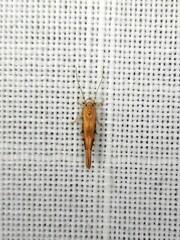 Stathmopoda lethonoa