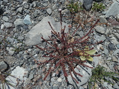 Epilobium melanocaulon
