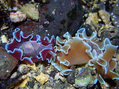 Hydatina physis