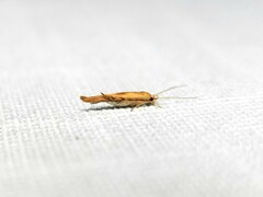 Stathmopoda lethonoa