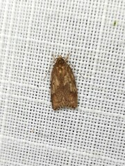 Oligoloba severa