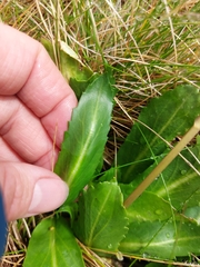 Brachyscome decipiens