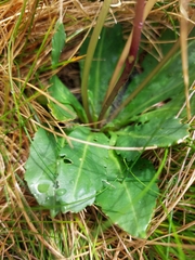 Brachyscome decipiens