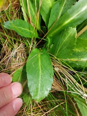 Brachyscome decipiens