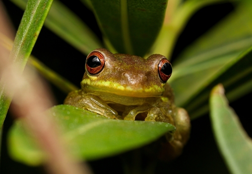 Cuban Tree Frog, photo 5 of 10
