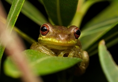 Cuban Treefrog photo 3