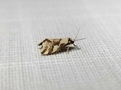 Philenora chionastis