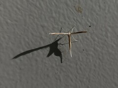 Stenoptilia zophodactylus