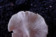 Lentinus flexipes