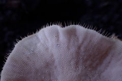 Lentinus flexipes