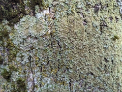 Physconia perisidiosa