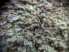 Physconia perisidiosa