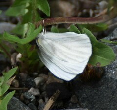 Pieris virginiensis