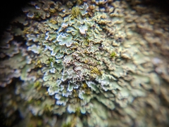 Physconia perisidiosa