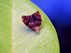 Choreutis