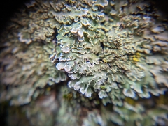 Physconia perisidiosa