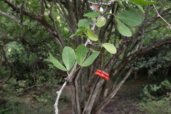 Pithecellobium unguis-cati