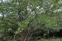 Pithecellobium unguis-cati