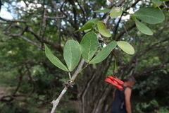 Pithecellobium unguis-cati