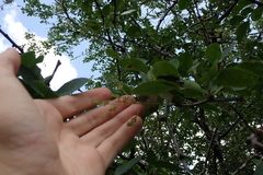 Pithecellobium unguis-cati