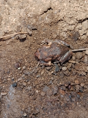 Uperoleia laevigata