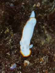 Goniobranchus albonares