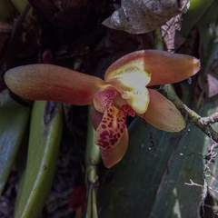 Maxillaria acutifolia