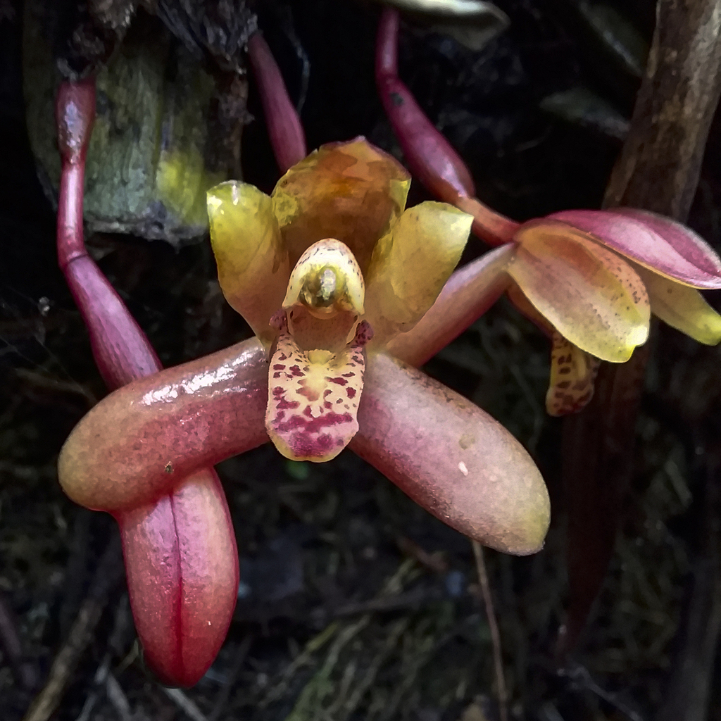 Rufous Tiger Orchid