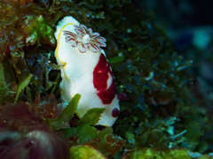 Goniobranchus splendidus