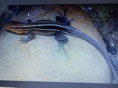 Holcosus quadrilineatus