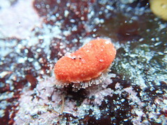 Lissothuria nutriens