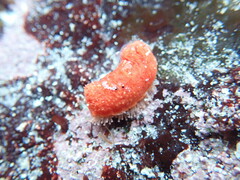 Lissothuria nutriens