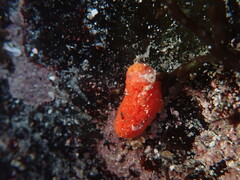 Lissothuria nutriens