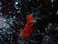 Lissothuria nutriens