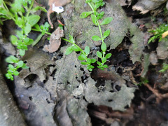 Callitriche cophocarpa