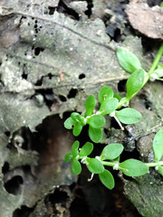 Callitriche cophocarpa