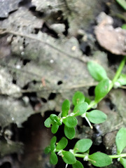 Callitriche cophocarpa