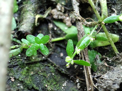 Callitriche cophocarpa