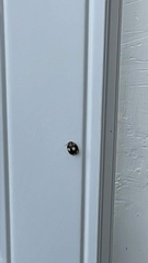 Paropsisterna sexpustulata