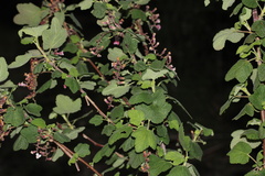 Ribes malvaceum