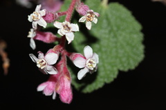 Ribes malvaceum