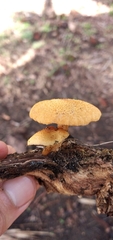Gymnopilus chrysopellus