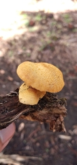 Gymnopilus chrysopellus