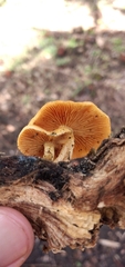 Gymnopilus chrysopellus