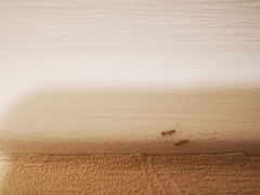 Monomorium pharaonis