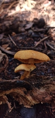 Gymnopilus chrysopellus