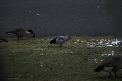 Branta leucopsis