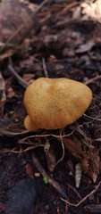 Gymnopilus chrysopellus